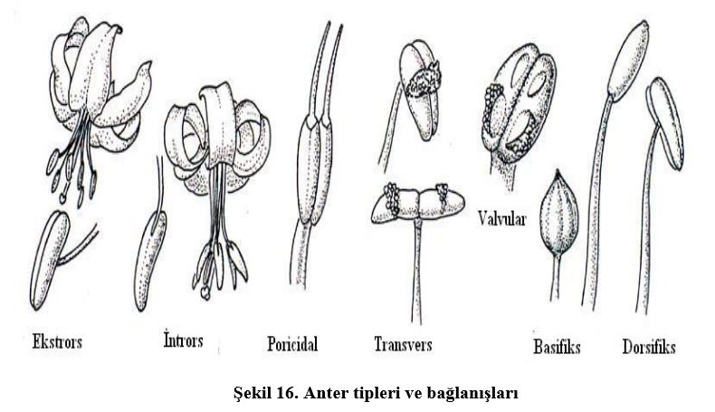 Ad: çiç7.JPG
Gösterim: 3837
Boyut: 57.6 KB