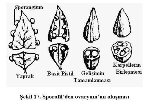 Ad: çiç8.JPG
Gösterim: 3082
Boyut: 45.4 KB