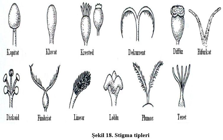 Ad: çiç9.JPG
Gösterim: 3320
Boyut: 50.1 KB