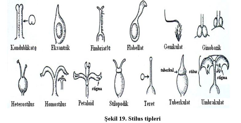 Ad: çiç10.JPG
Gösterim: 3710
Boyut: 47.8 KB