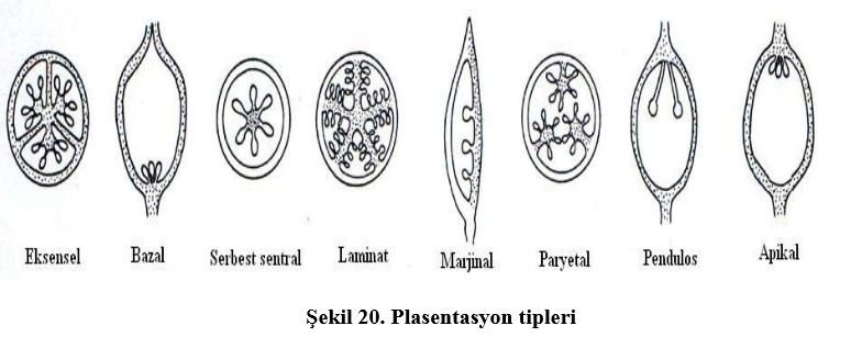 Ad: çiç11.JPG
Gösterim: 3346
Boyut: 43.7 KB