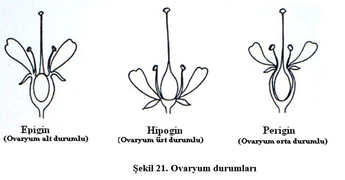 Ad: çiç12.JPG
Gösterim: 6007
Boyut: 35.1 KB