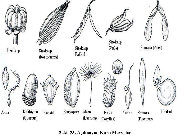 Ad:  mey3.JPG
Gsterim: 4260
Boyut:  79.5 KB