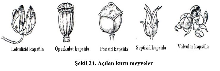 Ad:  meyv2.JPG
Gsterim: 2355
Boyut:  34.4 KB