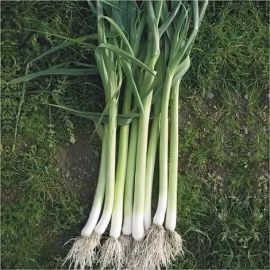 Ad:  prasa.jpg
Gsterim: 1062
Boyut:  22.6 KB