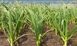 Ad:  prasa1.jpg
Gsterim: 658
Boyut:  17.0 KB