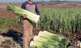 Ad:  prasa2.jpg
Gsterim: 788
Boyut:  15.2 KB