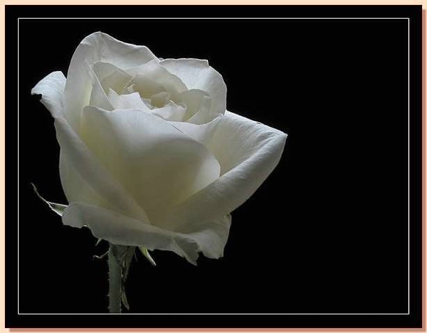 Ad:  gul_293.jpg
Gsterim: 369
Boyut:  22.8 KB