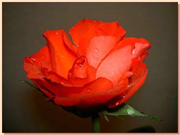 Ad:  gul_304.jpg
Gsterim: 441
Boyut:  22.2 KB