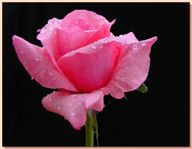 Ad:  gul_311.jpg
Gsterim: 505
Boyut:  26.4 KB