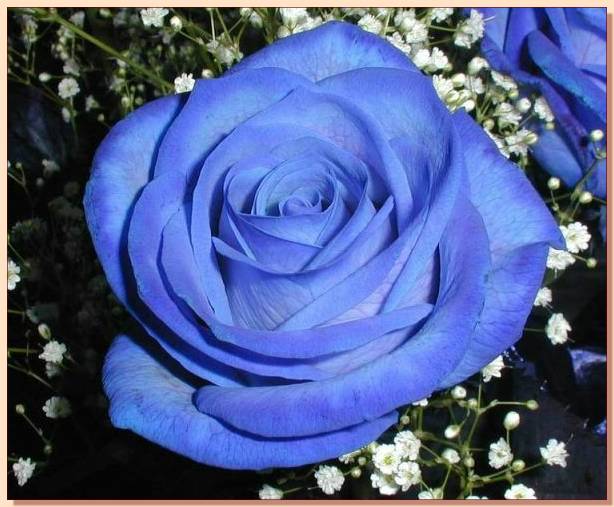 Ad:  gul_322.jpg
Gsterim: 618
Boyut:  52.5 KB