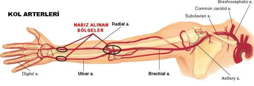 Ad:  nabz6.JPG
Gsterim: 3026
Boyut:  23.3 KB