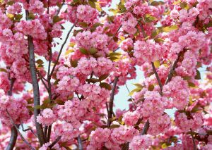 Ad:  bahar5.JPG
Gsterim: 304
Boyut:  26.2 KB