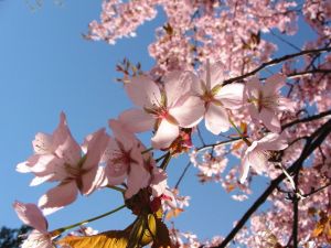 Ad:  bahar4.jpg
Gsterim: 244
Boyut:  18.7 KB