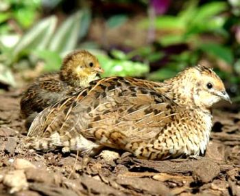 Ad:  bildircin1.jpg
Gsterim: 20257
Boyut:  42.2 KB