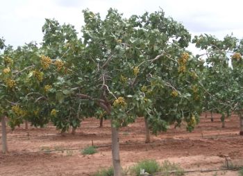 Ad:  fistik3.jpg
Gsterim: 4369
Boyut:  24.0 KB