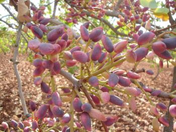 Ad:  fistik.jpg
Gsterim: 4684
Boyut:  36.7 KB