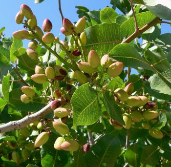 Ad:  fistik2.jpg
Gsterim: 2936
Boyut:  61.8 KB