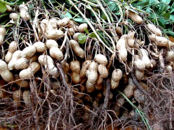 Ad:  yer1.jpg
Gsterim: 3328
Boyut:  55.7 KB