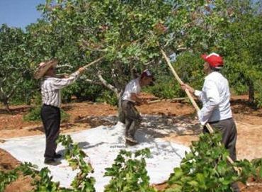 Ad:  hasat.JPG
Gsterim: 2916
Boyut:  39.6 KB