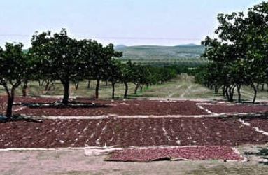 Ad:  kurutulmas.JPG
Gsterim: 2805
Boyut:  31.3 KB