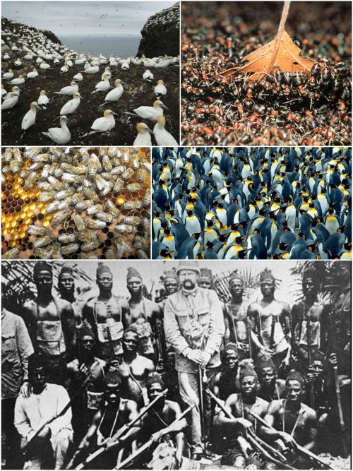 Ad:  koloni.jpg
Gsterim: 2023
Boyut:  109.4 KB