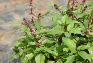 Ad:  3957_feslegen.-300x204.jpg
Gsterim: 285
Boyut:  25.2 KB