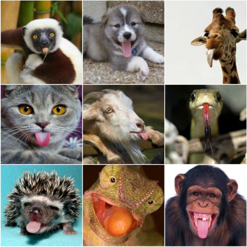 Ad:  dil (2).jpg
Gsterim: 1190
Boyut:  52.4 KB