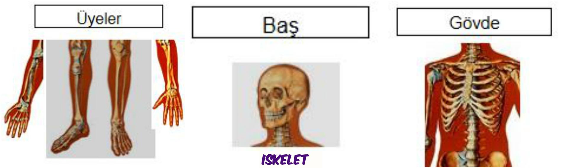 Ad: iskelet2.jpg
Gösterim: 14284
Boyut: 75.1 KB Ad: iskelet2.jpg
Gösterim: 14284
Boyut: 75.1 KB