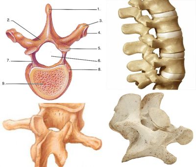 Omur Nedir? Omur Ne Demek, Anlamı ve Tanımı