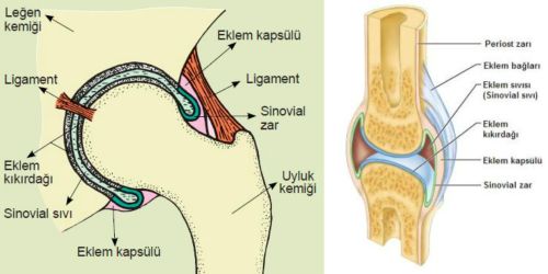 Ad:  h.eklem.jpg
Gsterim: 15168
Boyut:  21.6 KB