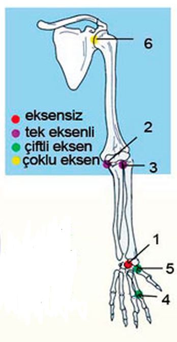 Ad:  eklemleri.JPG
Gsterim: 6229
Boyut:  33.0 KB