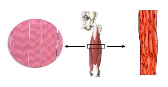 Ad: çizgi kasları.JPG
Gösterim: 6392
Boyut: 22.9 KB