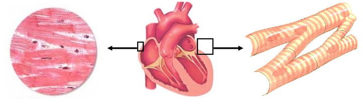 Ad: kalp kası.JPG
Gösterim: 7340
Boyut: 29.8 KB