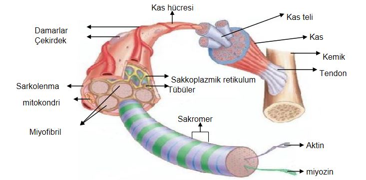 Ad:  ks4.JPG
Gsterim: 9173
Boyut:  41.9 KB
