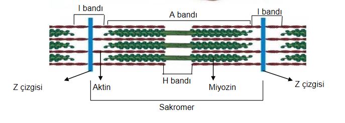 Ad: ks5.JPG
Gösterim: 9962
Boyut: 34.1 KB