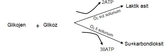 Al�nt�daki Ek 48149