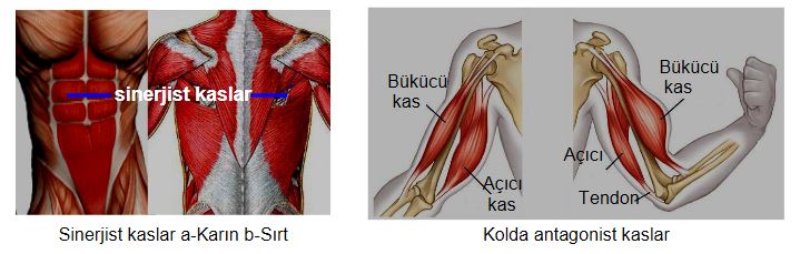 Ad:  ks12.JPG
Gsterim: 7531
Boyut:  44.6 KB