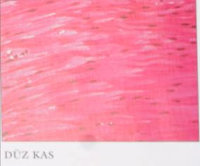 Al�nt�daki Ek 48151