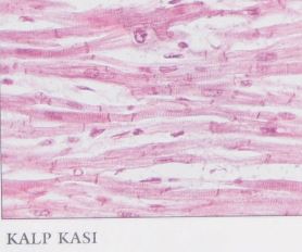 Al�nt�daki Ek 48152