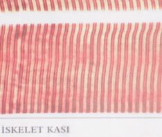 Al�nt�daki Ek 48153