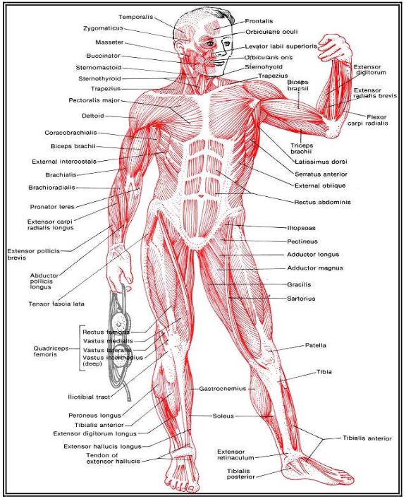 Al�nt�daki Ek 48154