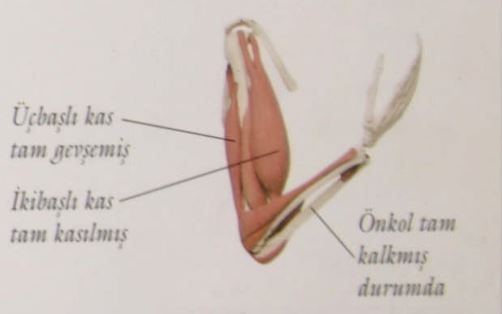 Ad:  k10.JPG
Gsterim: 1975
Boyut:  18.7 KB