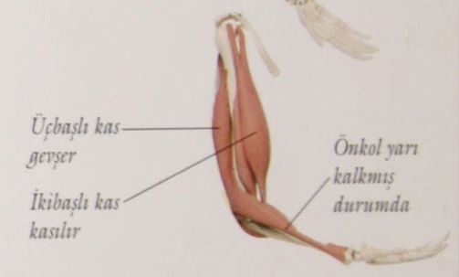 Ad:  k11.JPG
Gsterim: 1899
Boyut:  18.0 KB