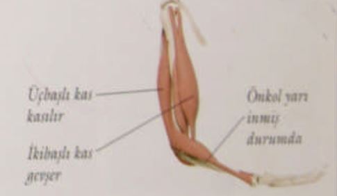 Ad:  k12.JPG
Gsterim: 1753
Boyut:  16.0 KB
