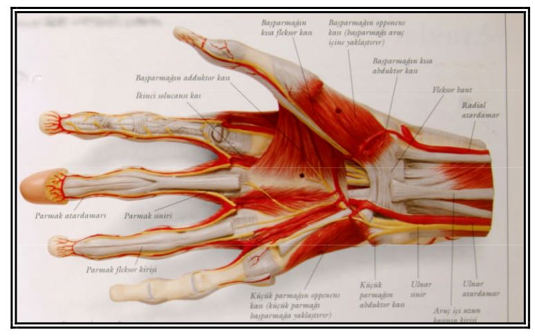 Al�nt�daki Ek 48166