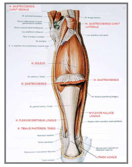 Ad:  ks19.JPG
Gsterim: 2237
Boyut:  62.0 KB