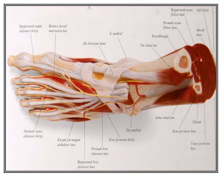 Ad:  ks20.JPG
Gsterim: 1774
Boyut:  58.3 KB