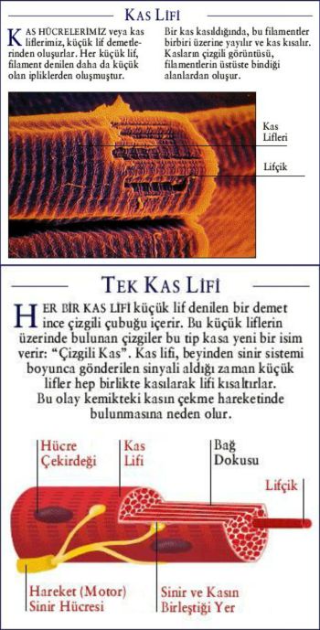 Al�nt�daki Ek 48177