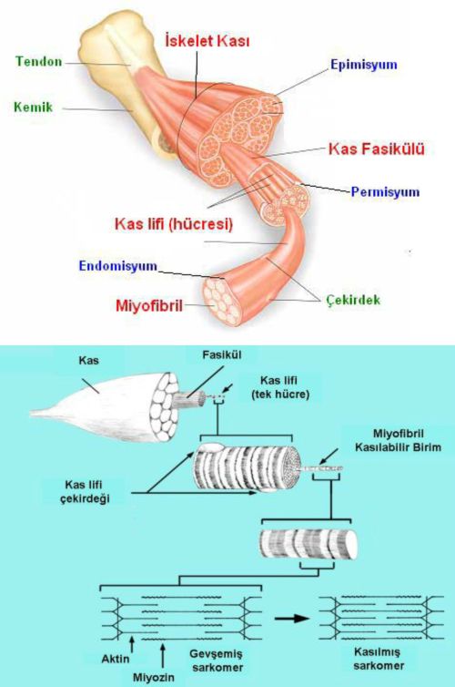 Al�nt�daki Ek 48179